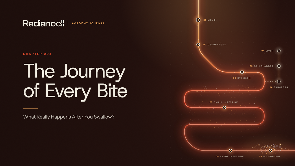 The Journey of Every Bite